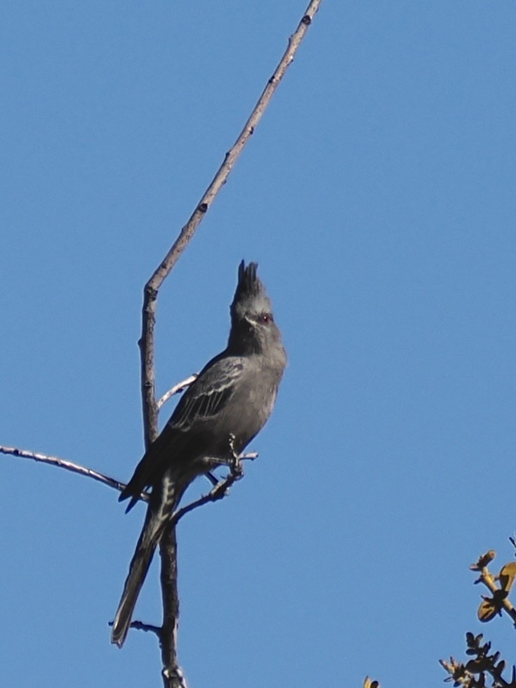 Trauerseidenschnäpper - ML646080155