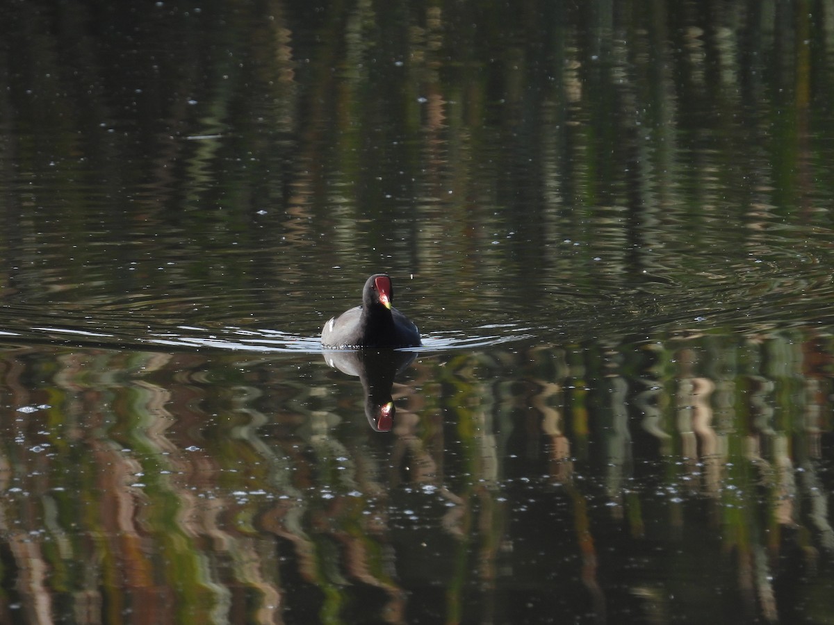 Gallinule d'Amérique - ML646080163