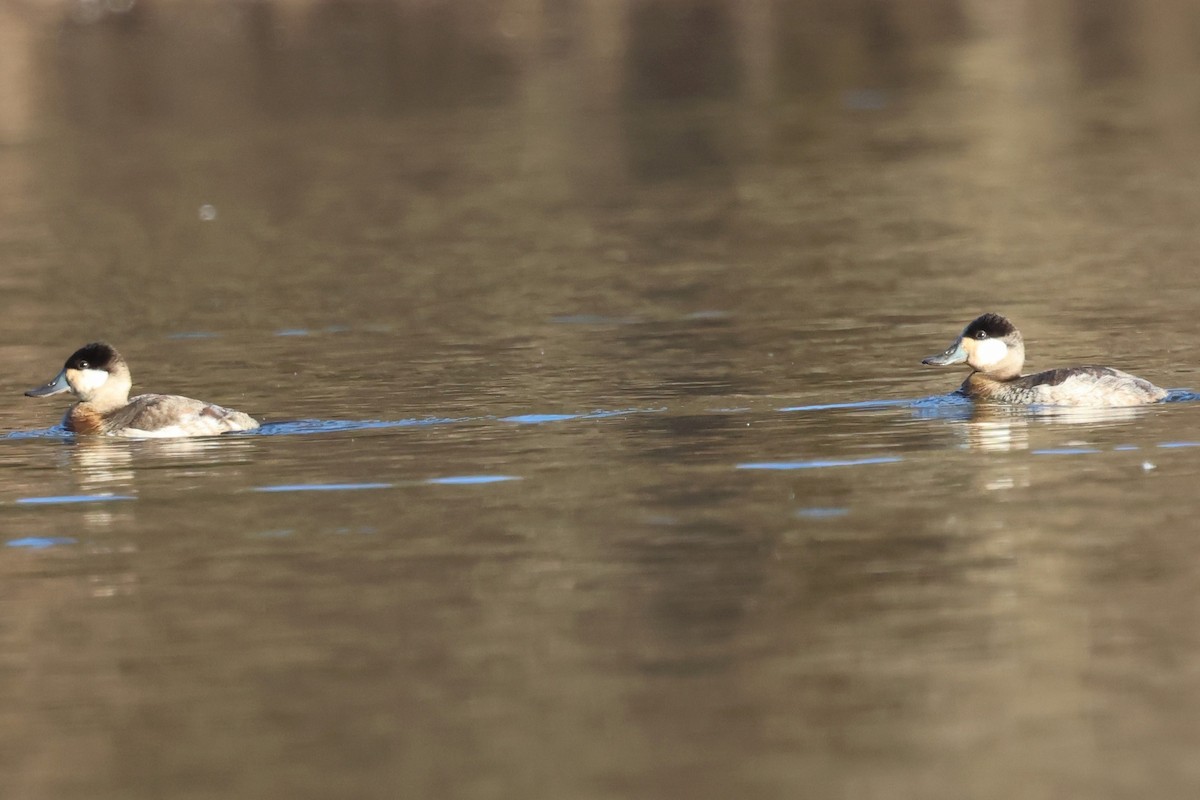 Савка американська - ML646080164