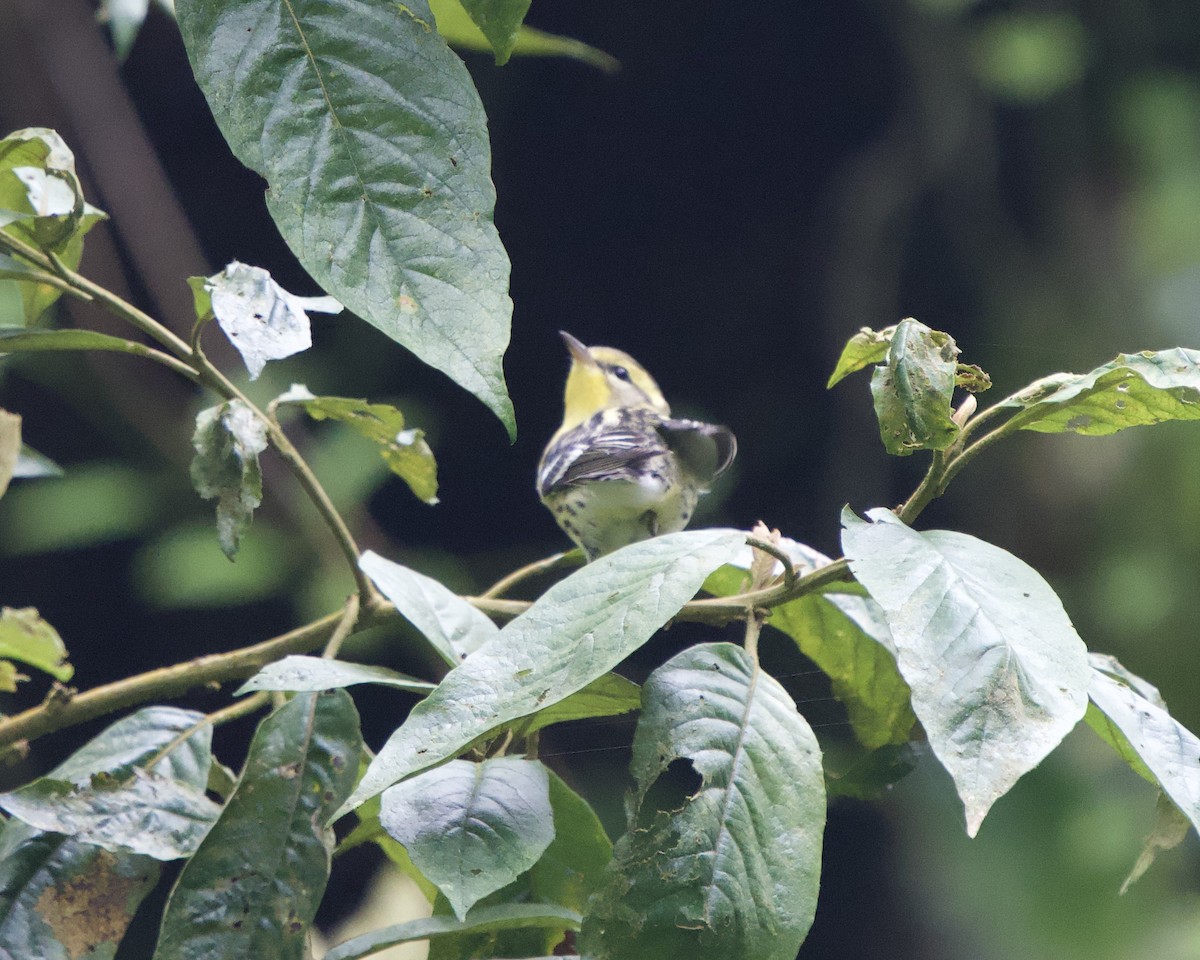 Reinita Gorjinaranja - ML646080167