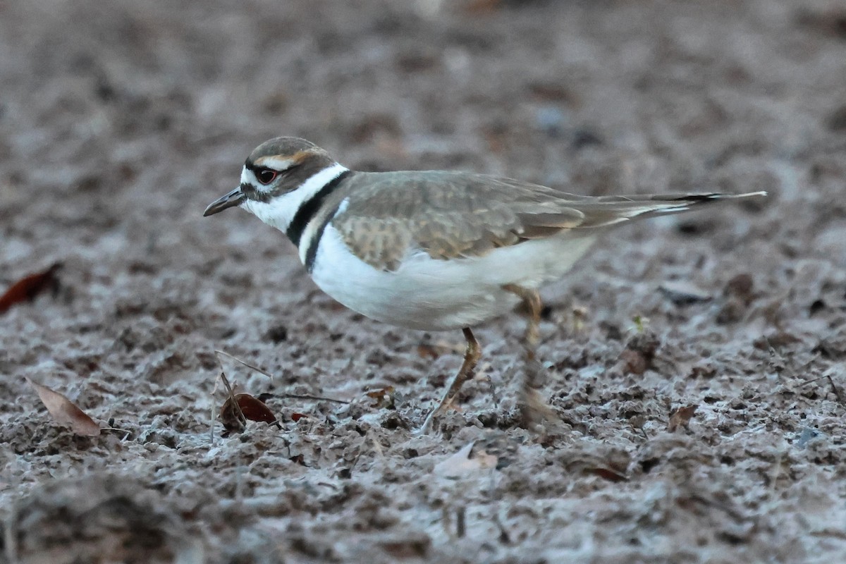 Пісочник крикливий - ML646080169