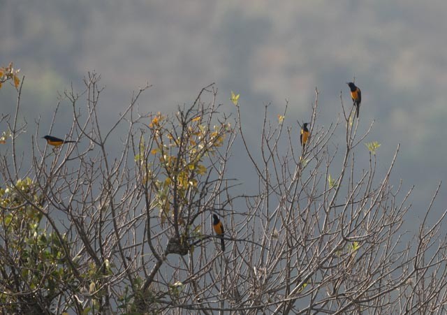 Black-vented Oriole - ML646080172