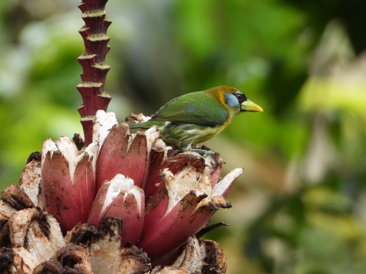 Red-headed Barbet - ML646080179