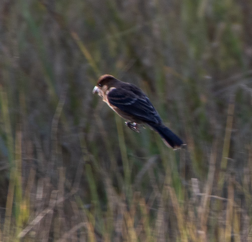 Blue Grosbeak - ML646080190