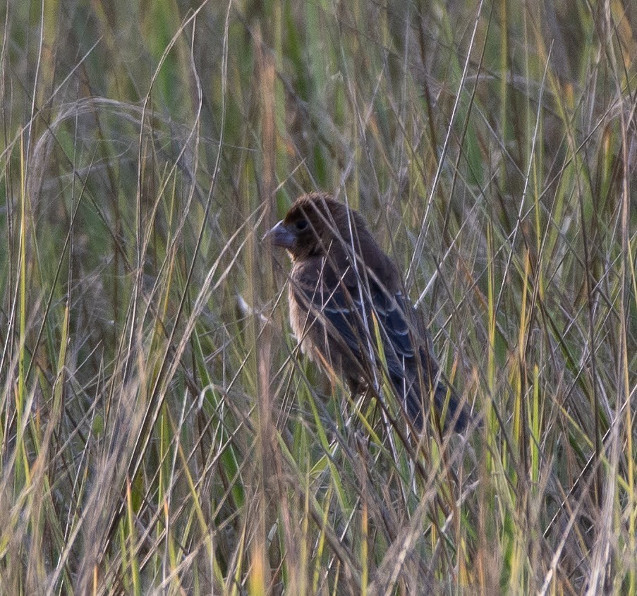 Blue Grosbeak - ML646080191
