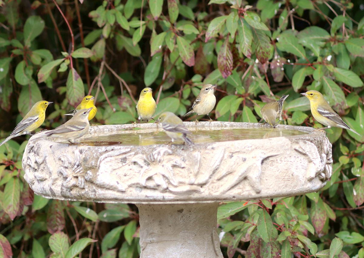 Reinita del Pinar - ML646080212