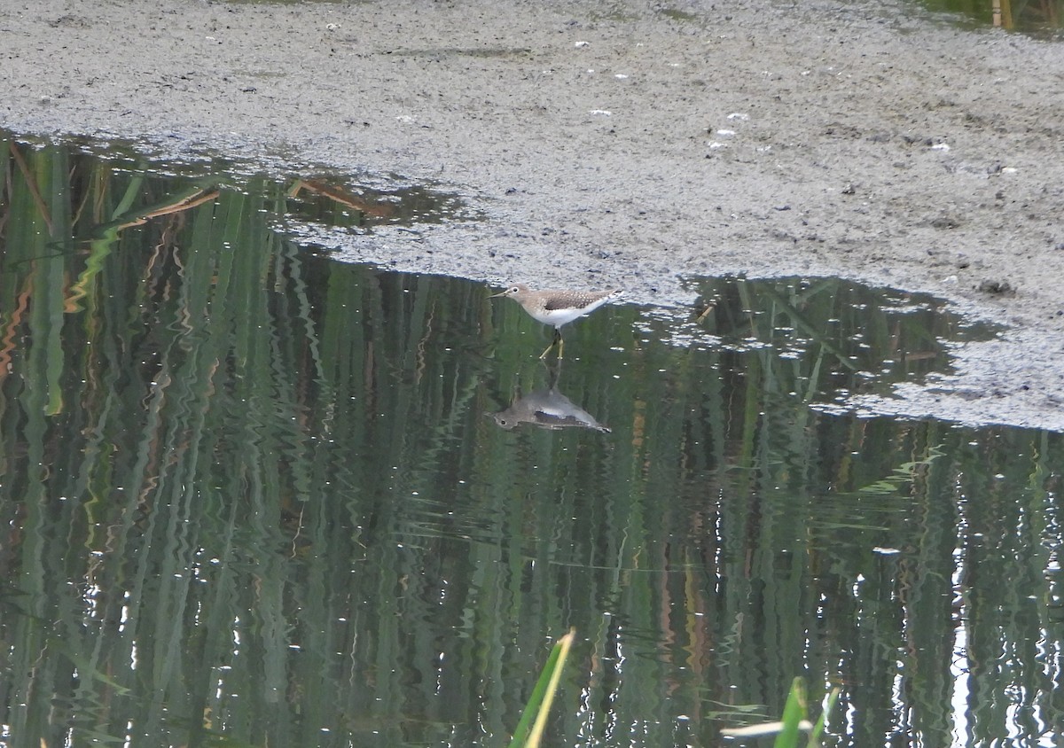 Solitary Sandpiper - ML646080214