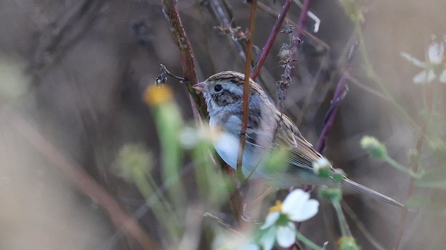 Clay-colored Sparrow - ML646080215