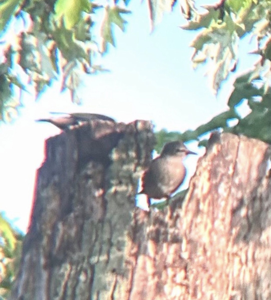 Northern Mockingbird - ML646080218