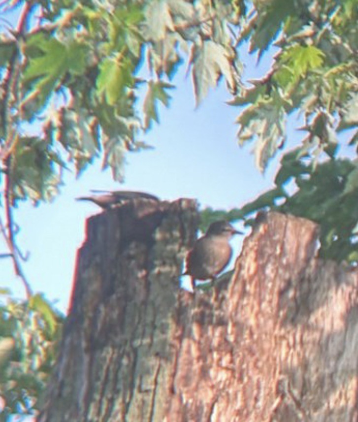 Northern Mockingbird - ML646080219