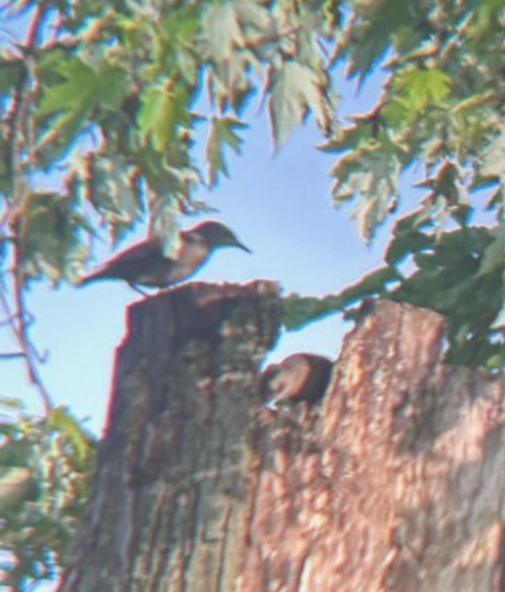 Northern Mockingbird - ML646080220