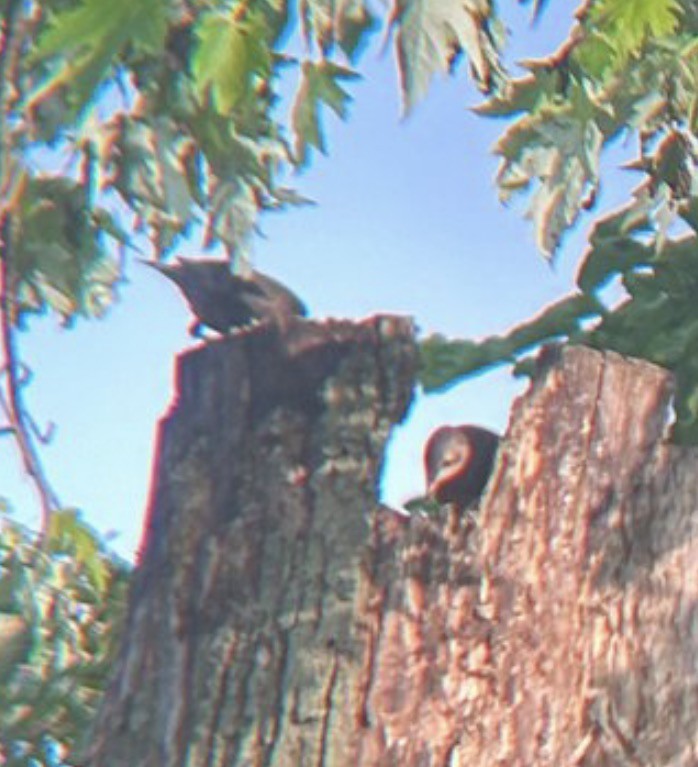 Northern Mockingbird - ML646080221