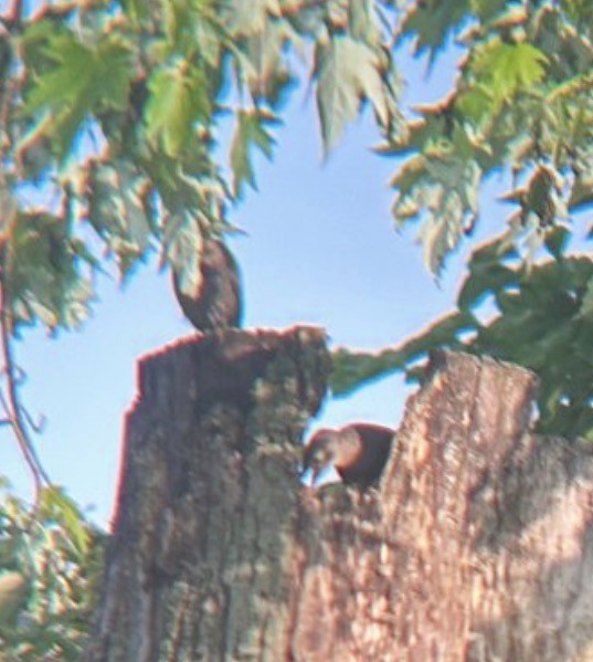 Northern Mockingbird - ML646080222