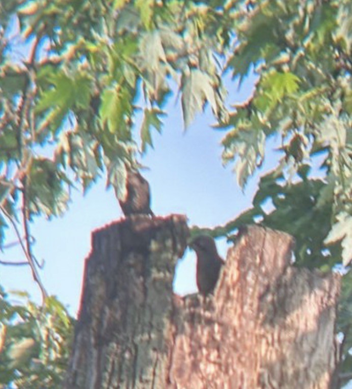 Northern Mockingbird - ML646080223