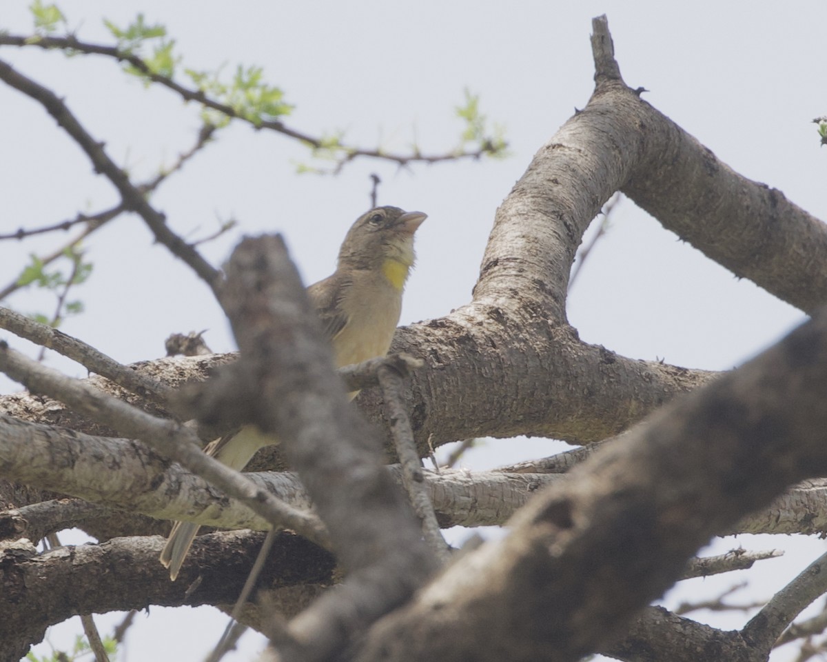 vrabec šedý - ML646080227