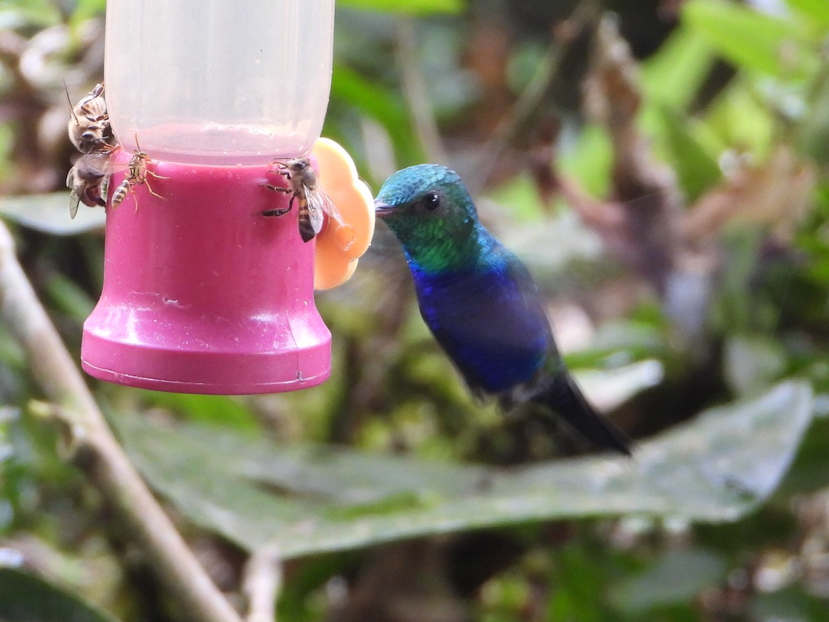 Violet-bellied Hummingbird - ML646080229