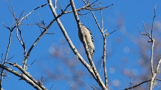 Downy Woodpecker - ML646080230