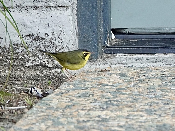 Kentucky Warbler - ML646080239