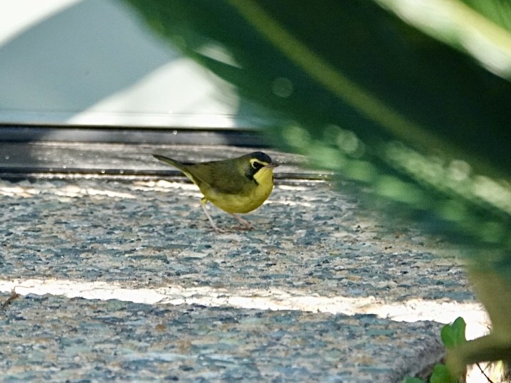 Kentucky Warbler - ML646080240