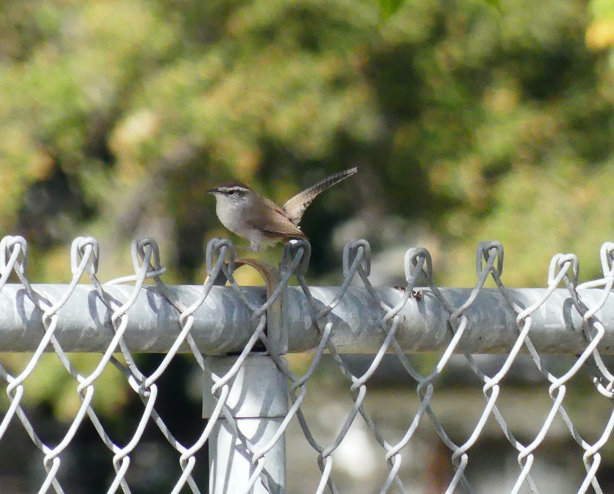 Bewick's Wren - ML646080252