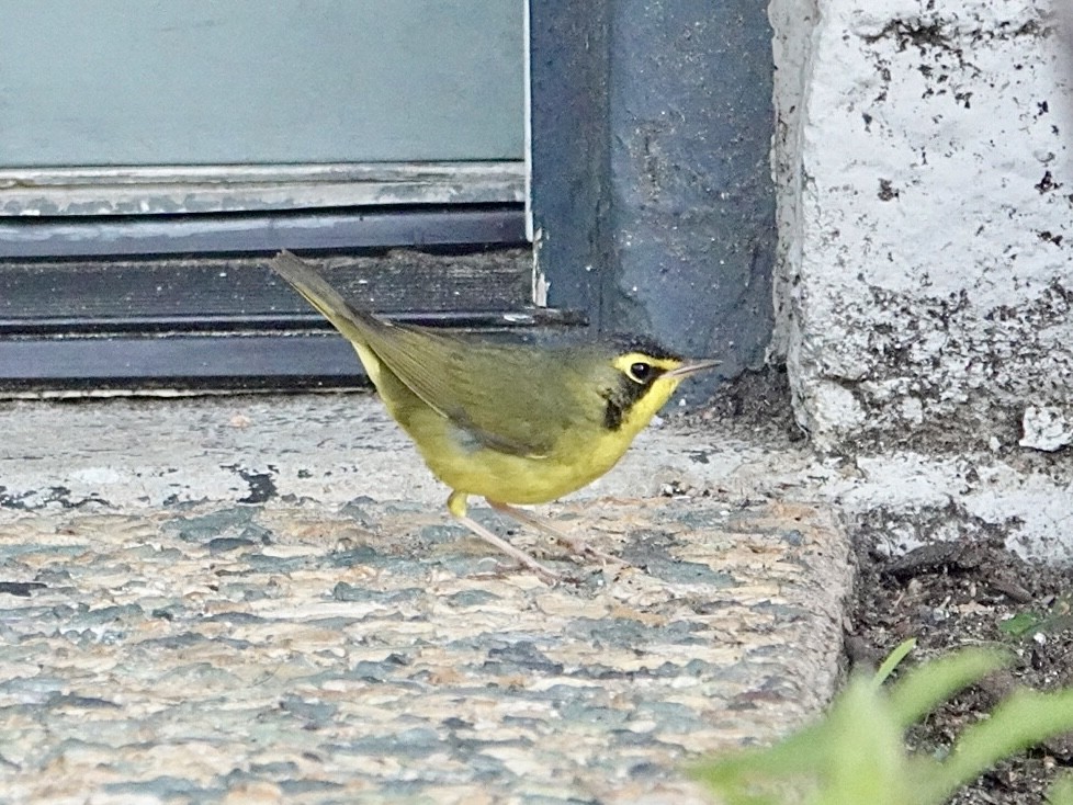 Kentucky Warbler - ML646080255