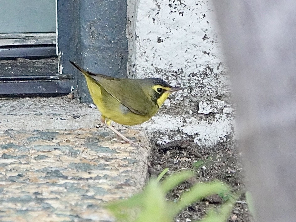 Kentucky Warbler - ML646080256