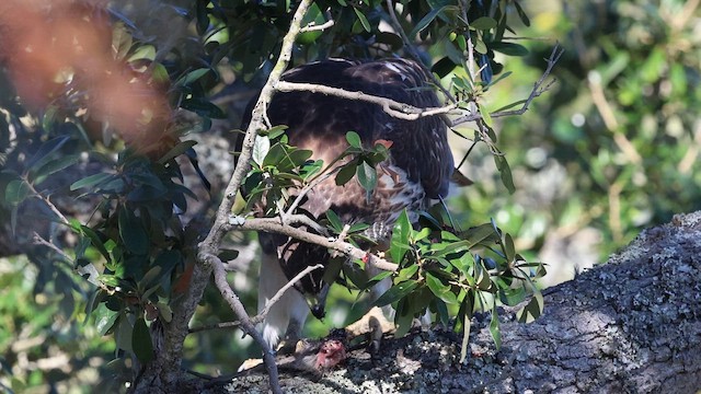 Red-tailed Hawk - ML646080259