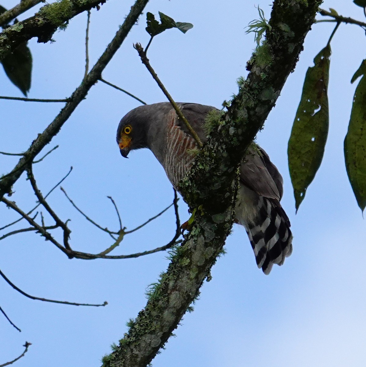 Roadside Hawk - ML646080260