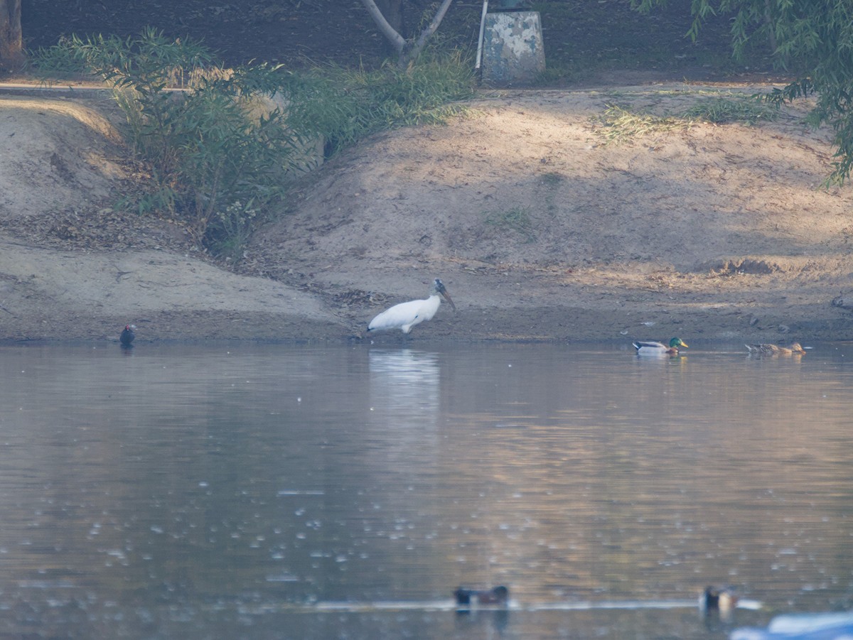 Wood Stork - ML646080261
