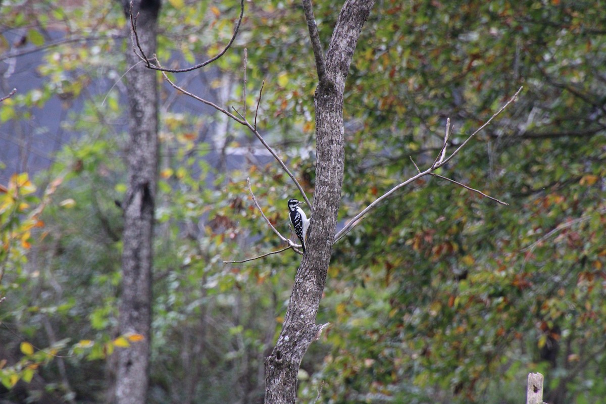 Hairy Woodpecker - ML646080264