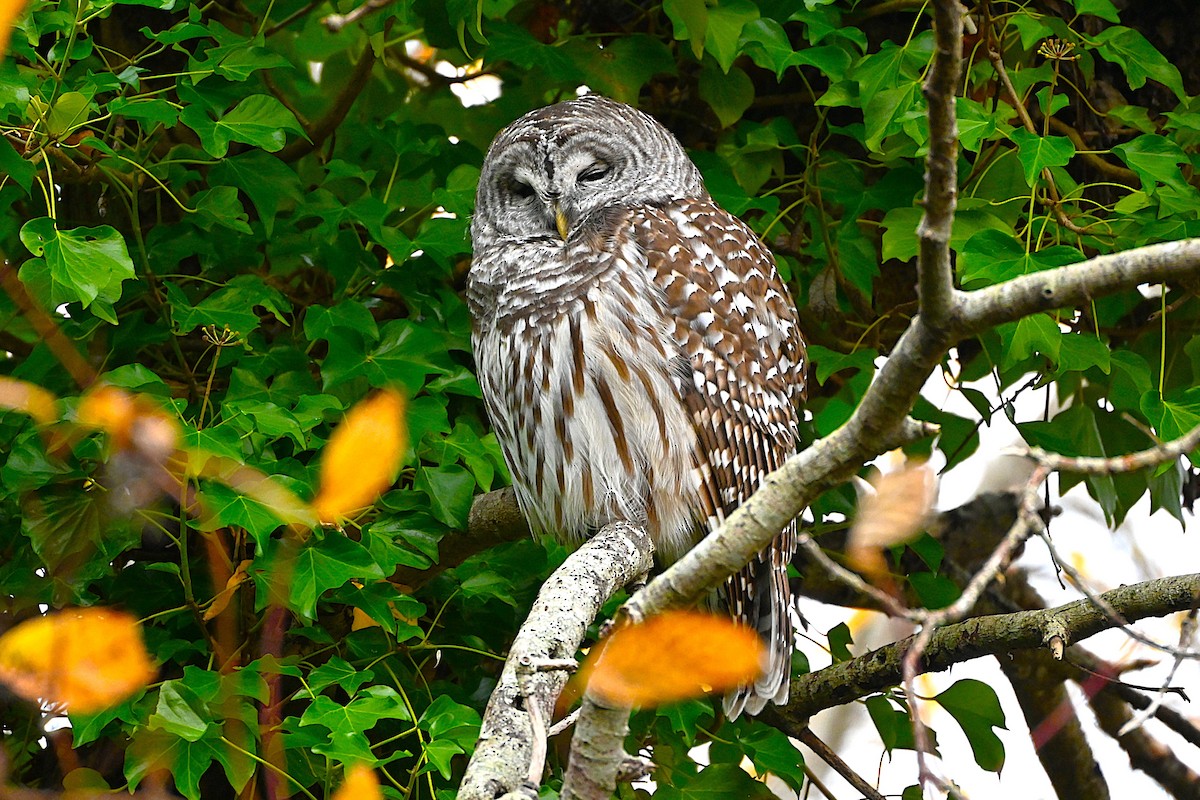 puštík proužkovaný - ML646080275