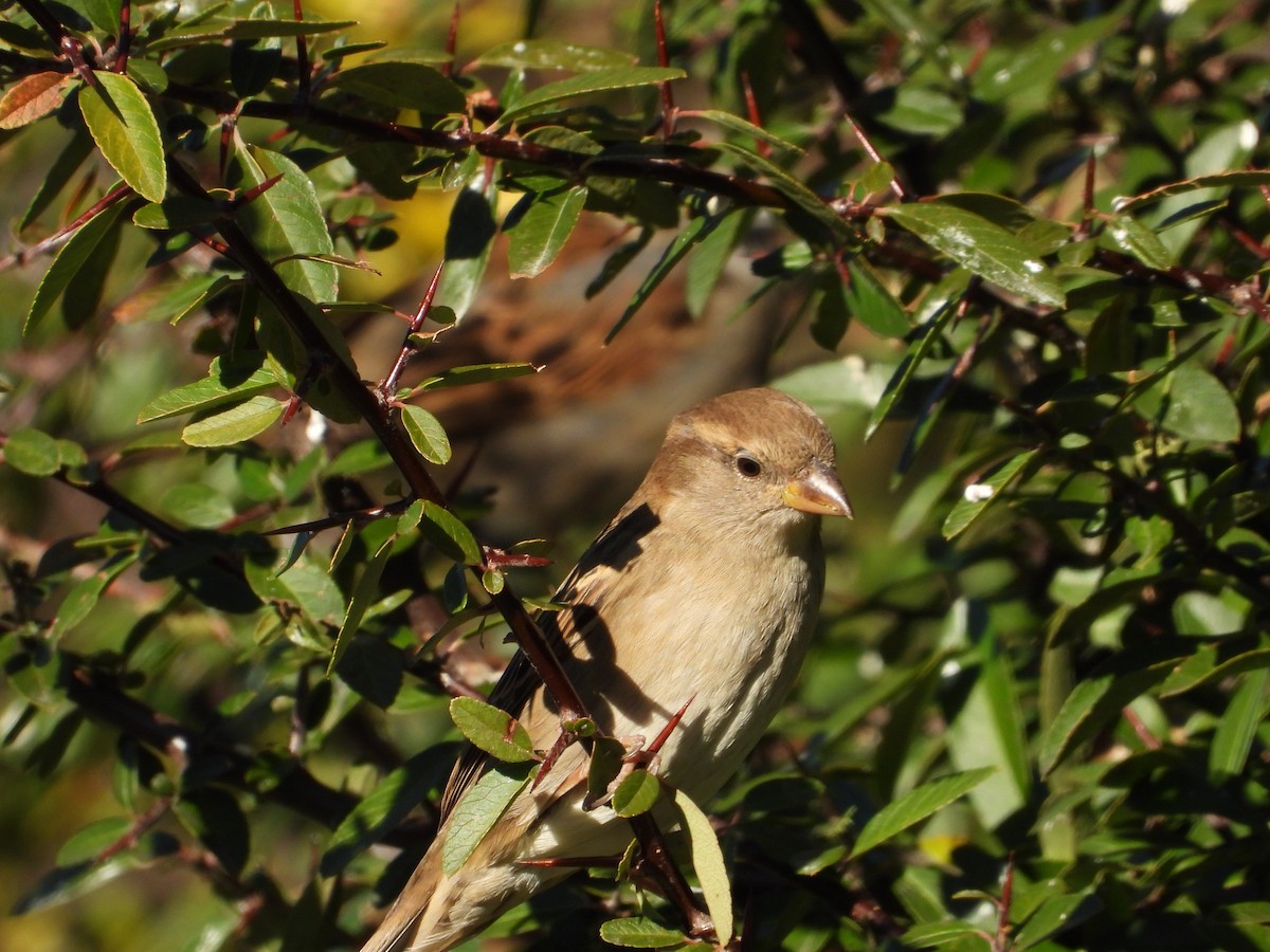 vrabec domácí - ML646080279