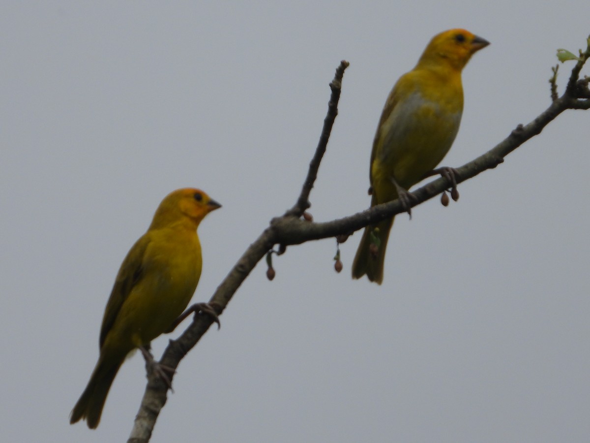 Saffron Finch - ML646080298