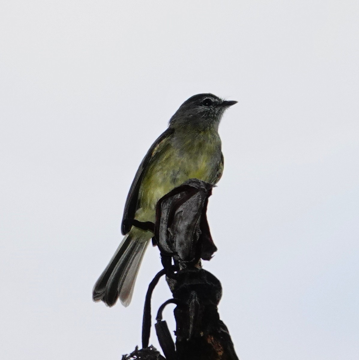 Sooty-headed Tyrannulet - ML646080302