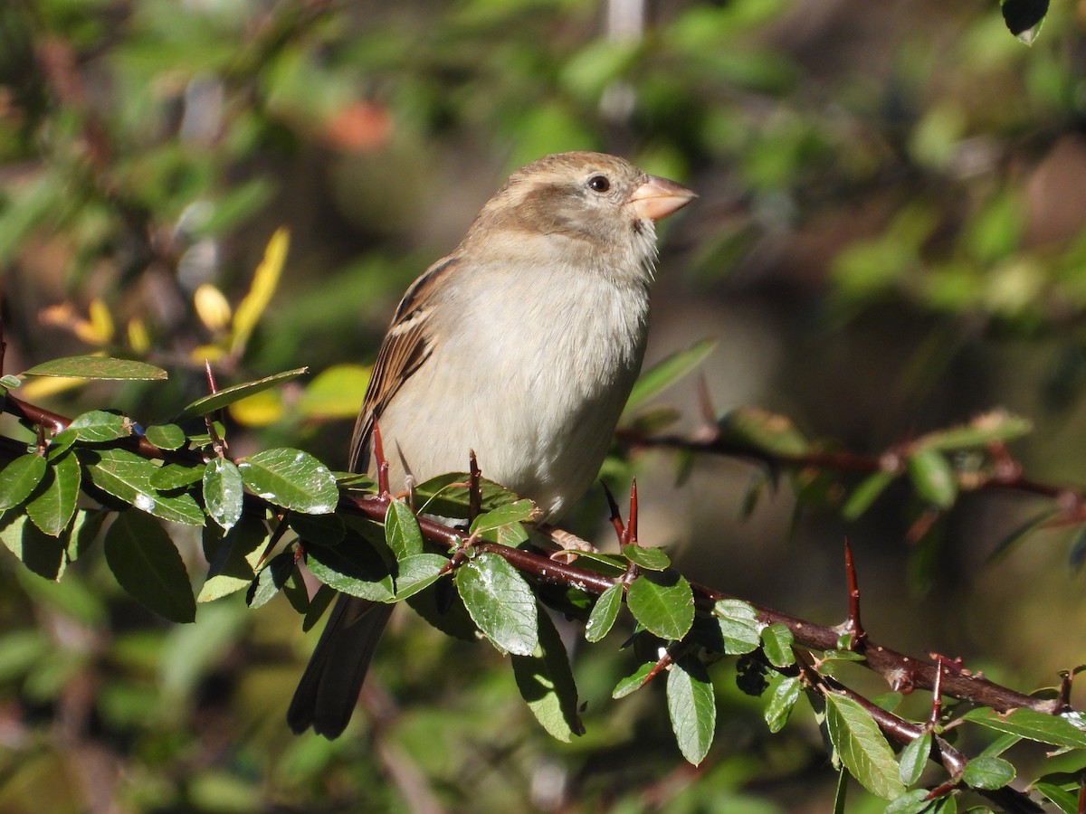 vrabec domácí - ML646080305