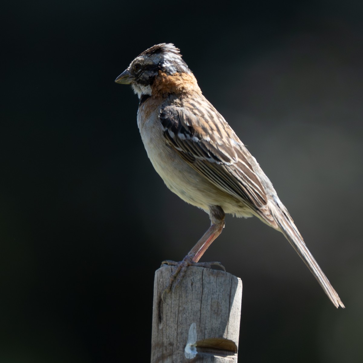 Kızıl Enseli Serçe - ML646080311