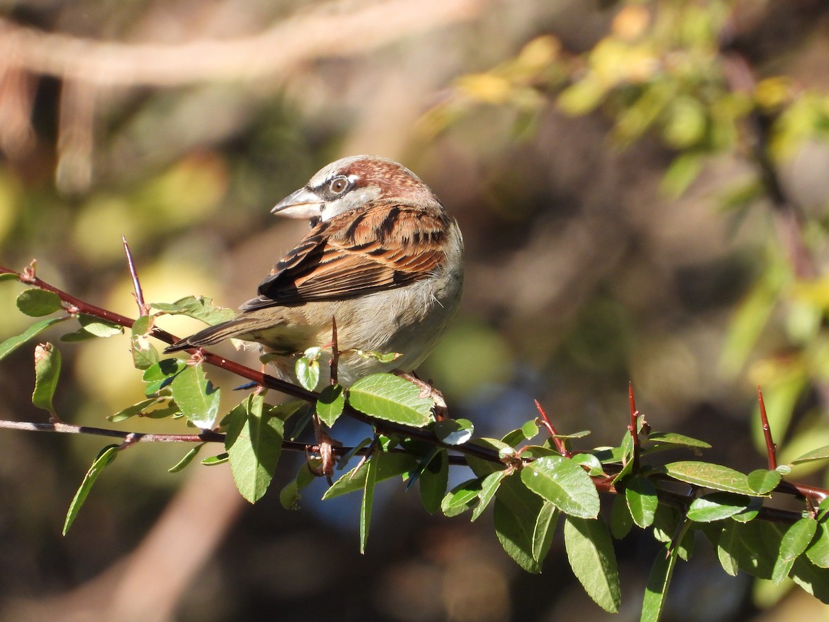 vrabec domácí - ML646080313