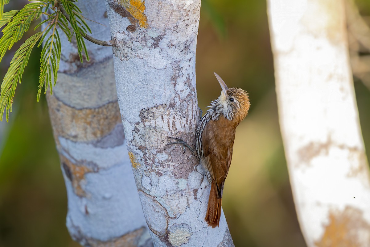 Scaled Woodcreeper - ML646080322