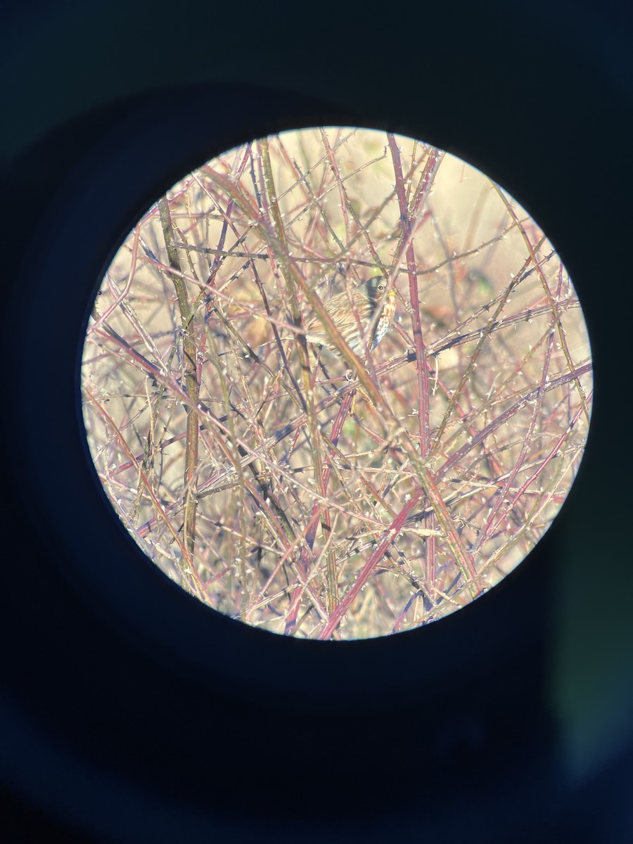 Passerella variabile - ML646080325