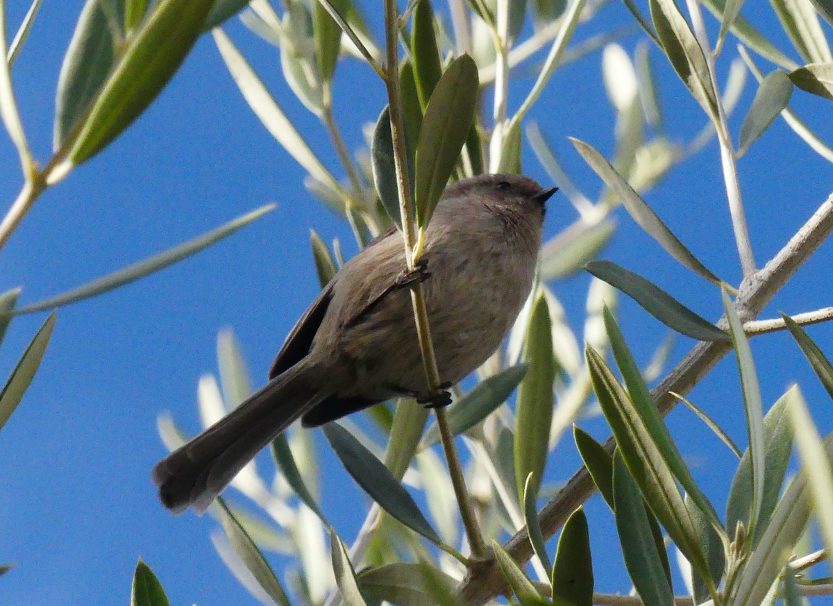 Bushtit - ML646080326