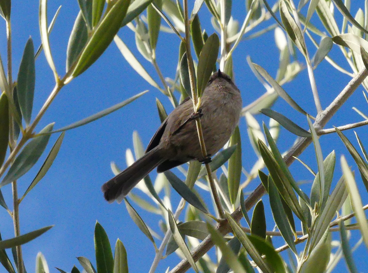 Bushtit - ML646080327