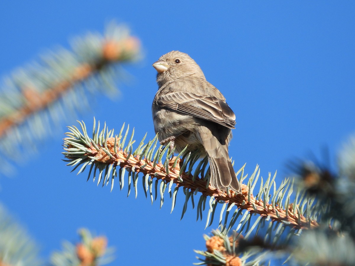 hýl rudoprsý - ML646080328