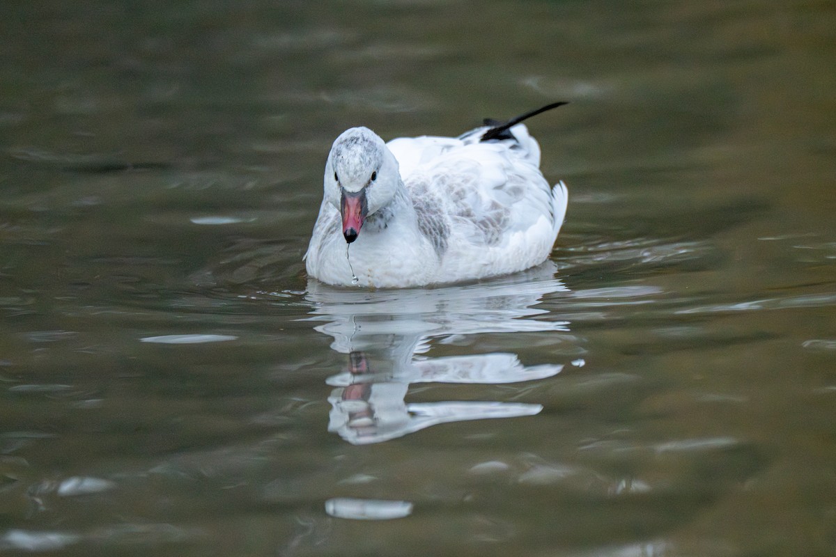 Ross's Goose - ML646080330