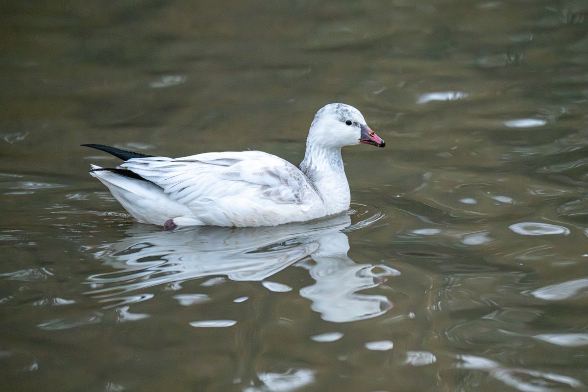Ross's Goose - ML646080331
