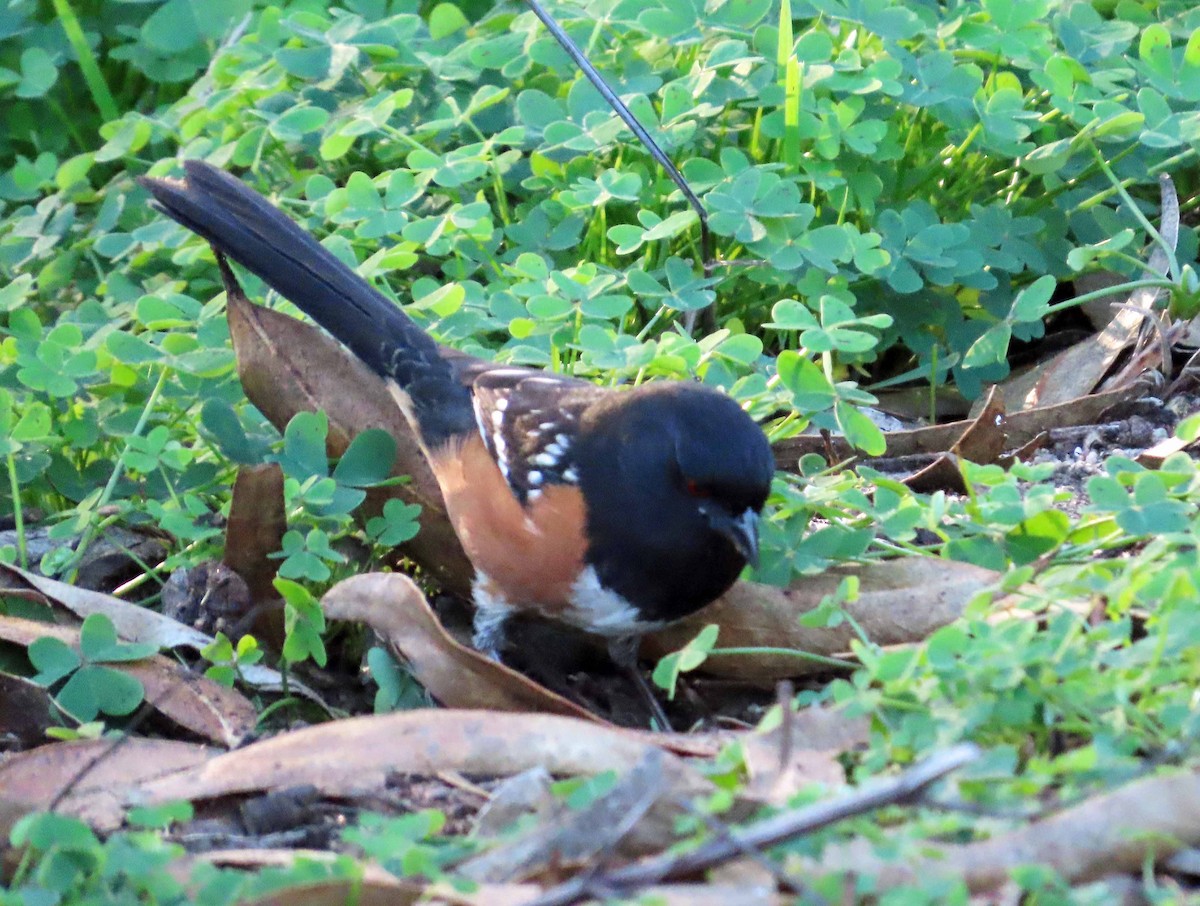 Spotted Towhee - ML646080334