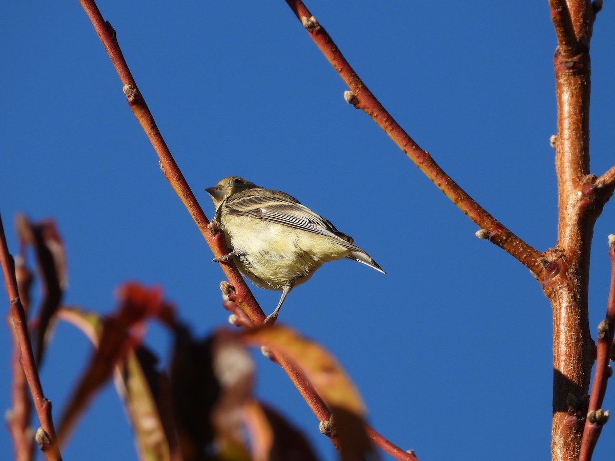 čížek mexický - ML646080335