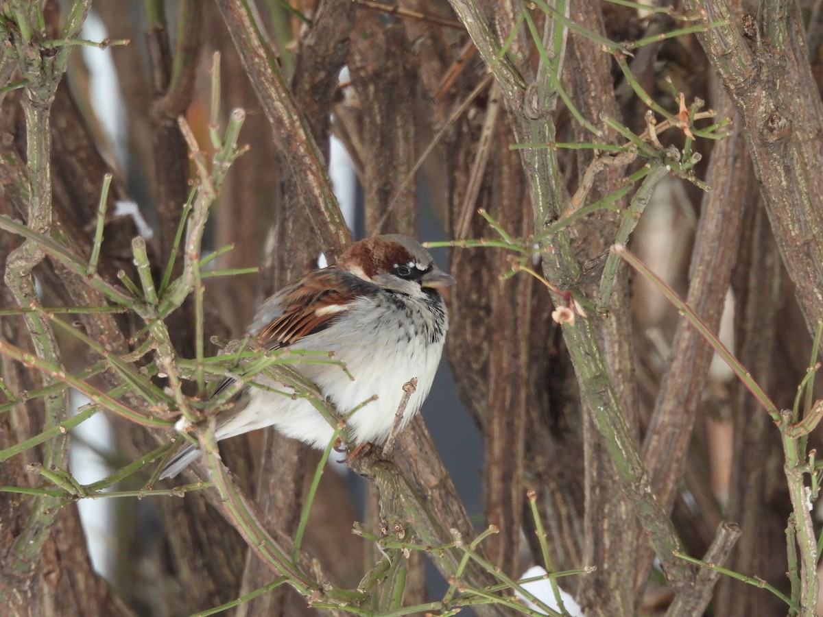 vrabec domácí - ML646080336