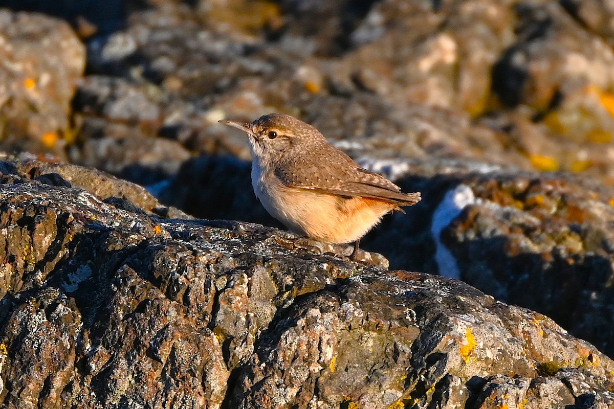 střízlík skalní - ML646080337