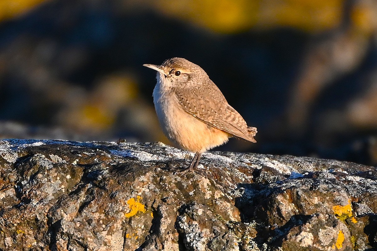 střízlík skalní - ML646080348