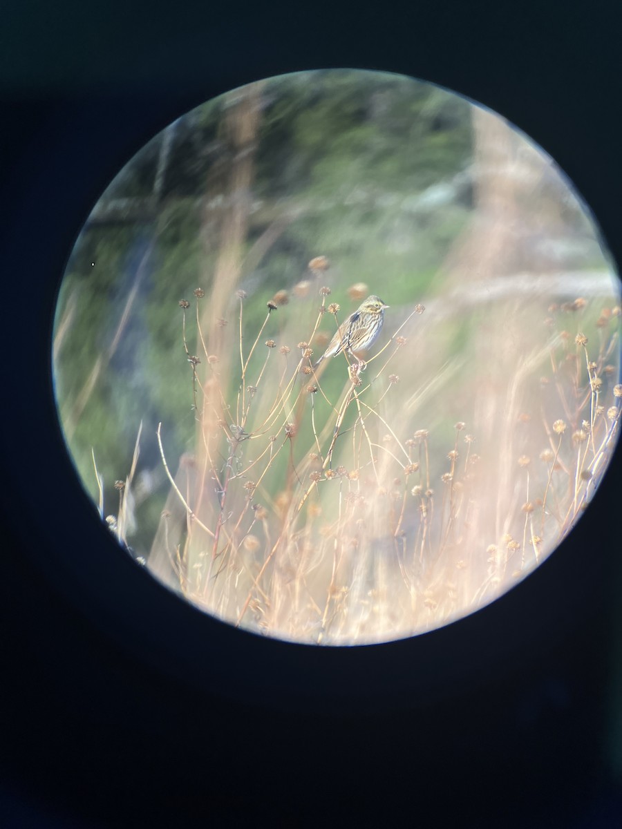 Саванная овсянка - ML646080349